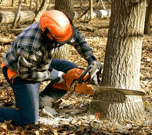 Tree Removal in Gilbert, PA
